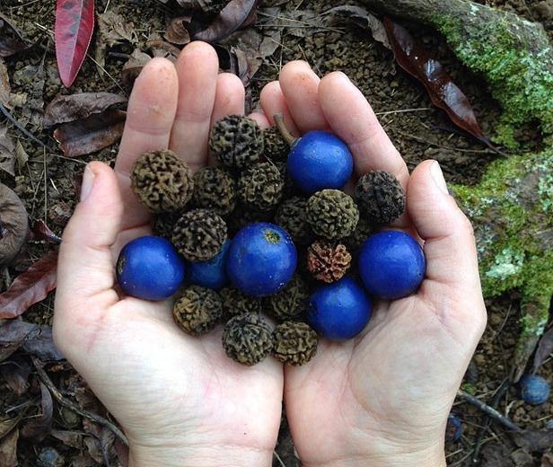 The Sacred Power and Use of the Rudraksha Seed - One Lucky Wish