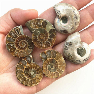 Split Natural Ammonite Fossil Shell (2 PCS) - One Lucky Wish